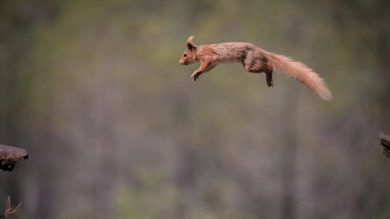 Red Squirrel in Mid-air — Brown, Dynamic, Afternoon