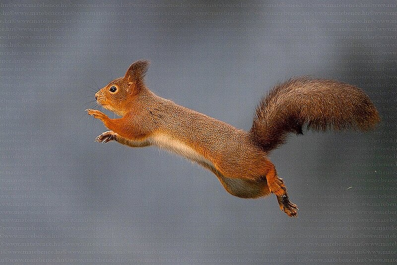 Red Squirrel in Mid-air — Brown, Dynamic, Photograph