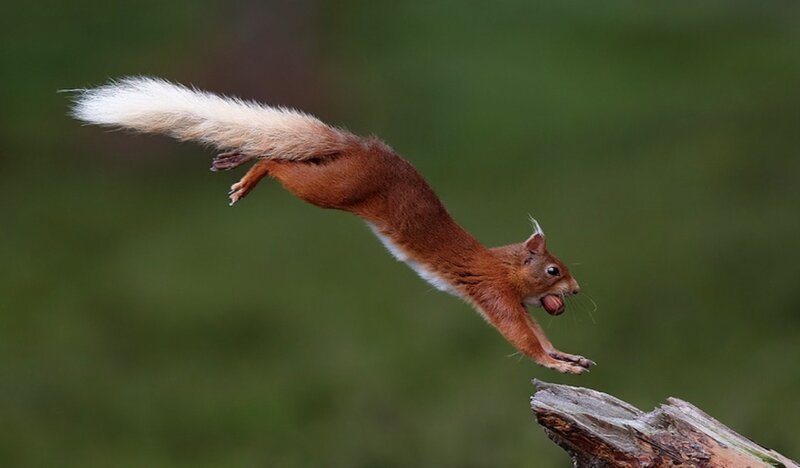 Red Squirrel in Mid-air — Brown, Dynamic, Photograph, Tree Branch