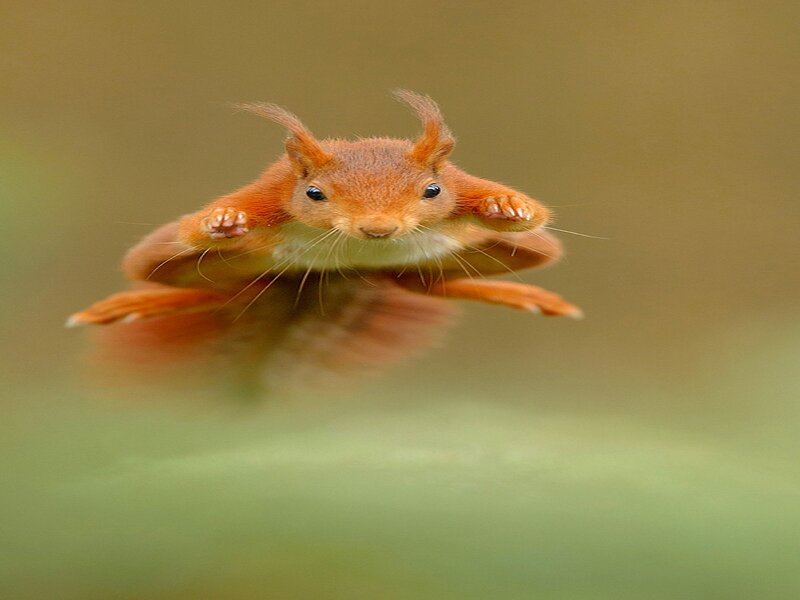 Red Squirrel in Mid-air — Brown, Dynamic