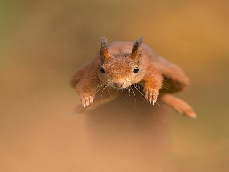 Red Squirrel in Mid-air — Brown