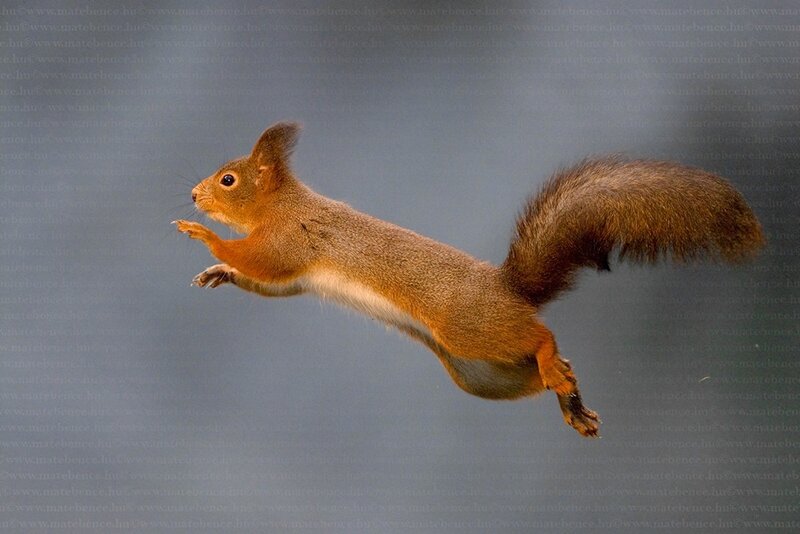 Red Squirrel in Mid-air