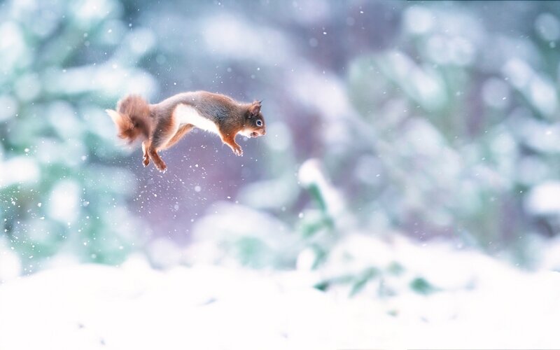 Red Squirrel in Mid-air — White