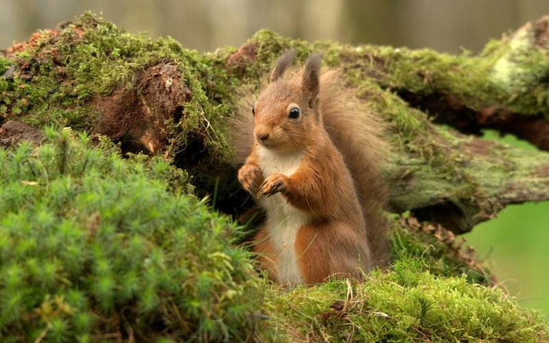 Red Squirrel in Moss