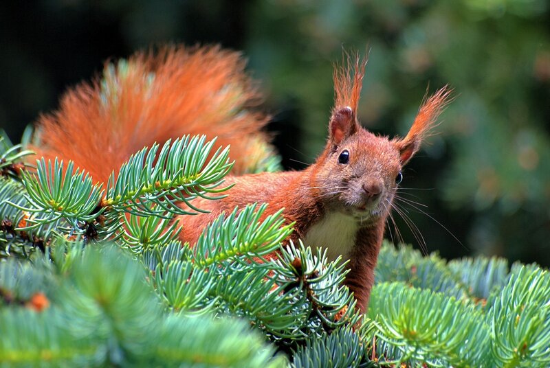 Red squirrel in pine branches