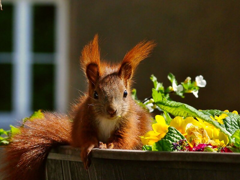 Red Squirrel in Planter