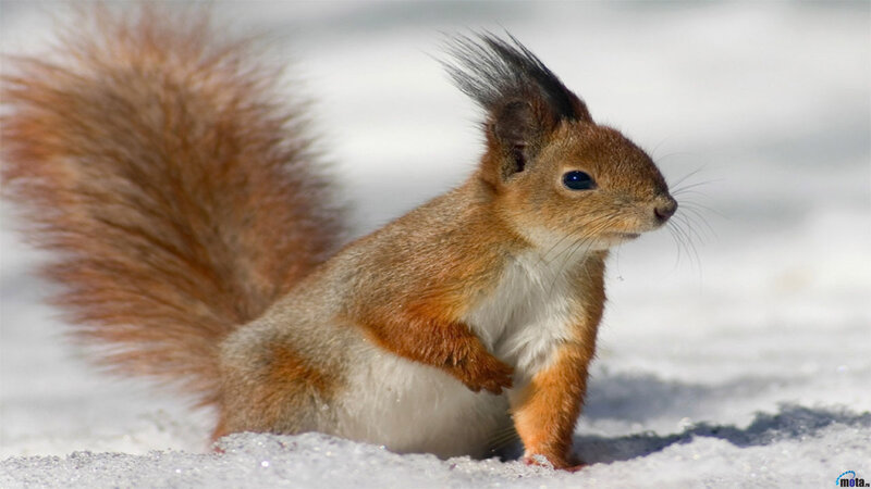 Red Squirrel in Snow — Brown, Alert