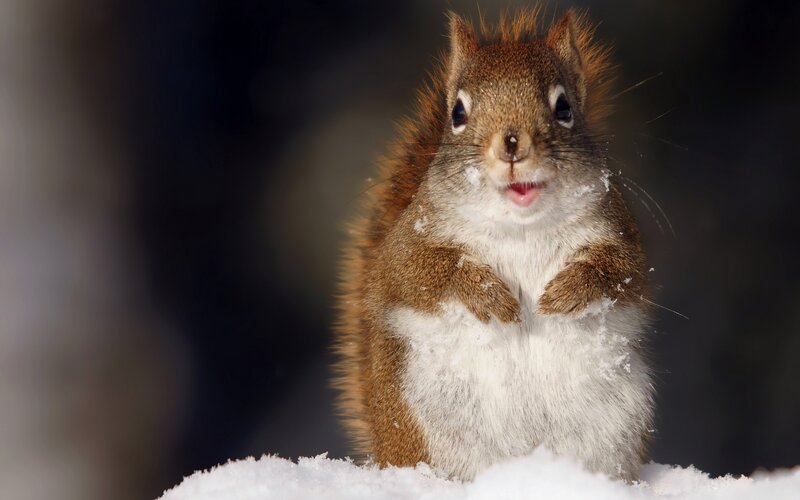 Red Squirrel in Snow — Brown, Alert, Winter, Photograph, Forest