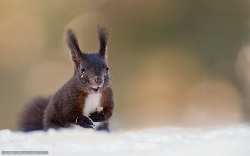 Red Squirrel in Snow — Brown, Alert, Winter, Photograph, Nuts
