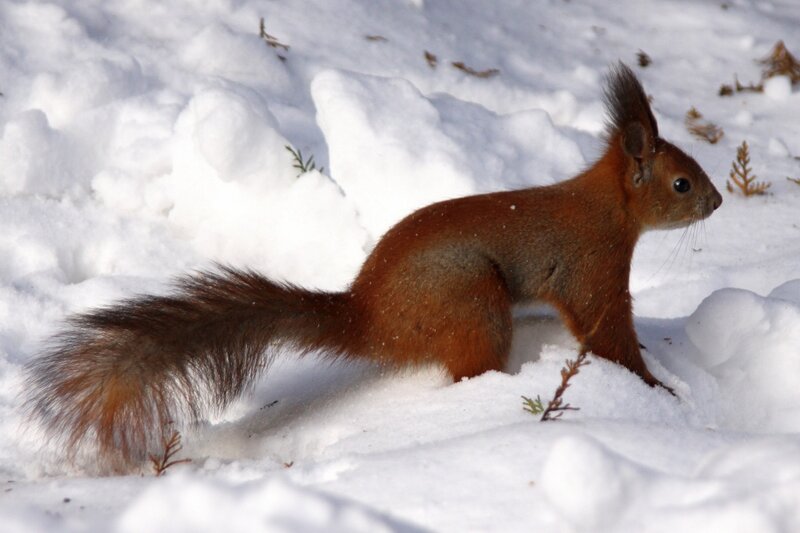 Red Squirrel in Snow — Brown, Alert, Winter, Photograph, Tail, Ears