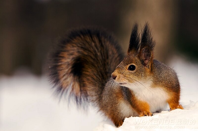 Red Squirrel in Snow — Brown, Alert, Winter, Photograph, Tail