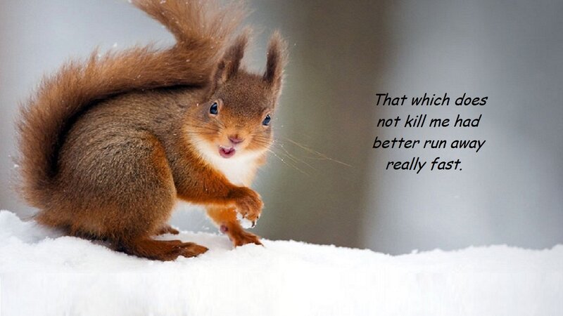 Red Squirrel in Snow — Brown, Alert, Winter, Photograph, Text