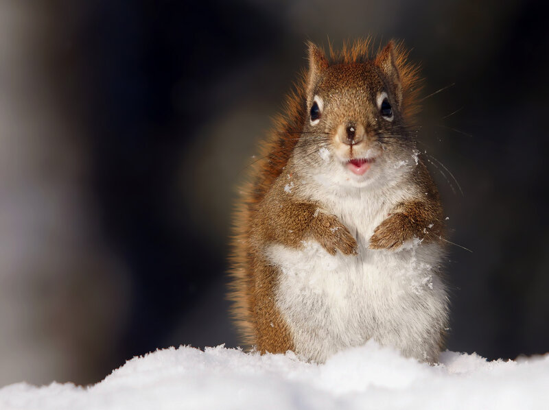 Red Squirrel in Snow — Brown, Alert, Winter, Photograph