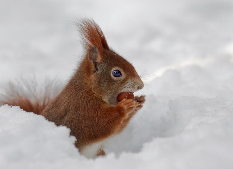 Red Squirrel in Snow — Brown, Calm