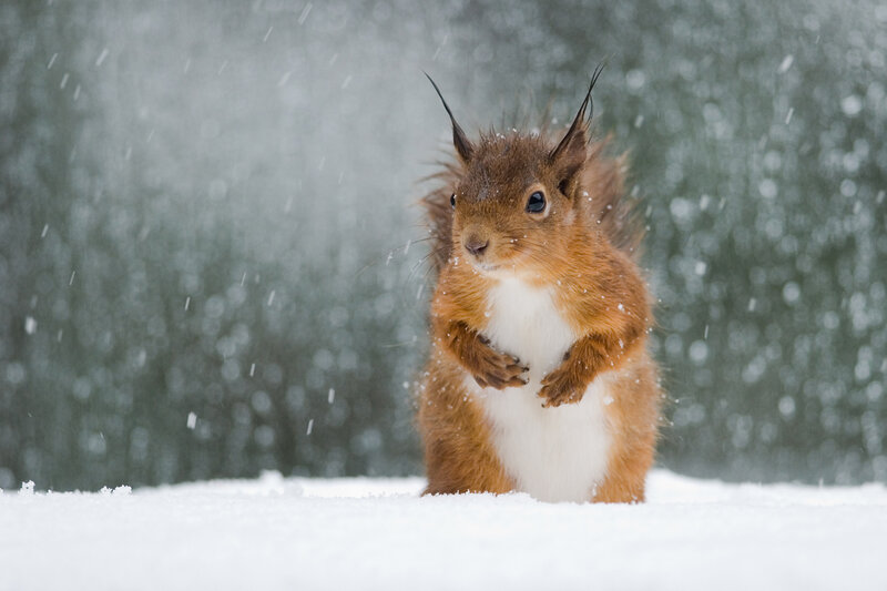 Red Squirrel in Snow — Brown, Calm, Winter, Photograph, Forest