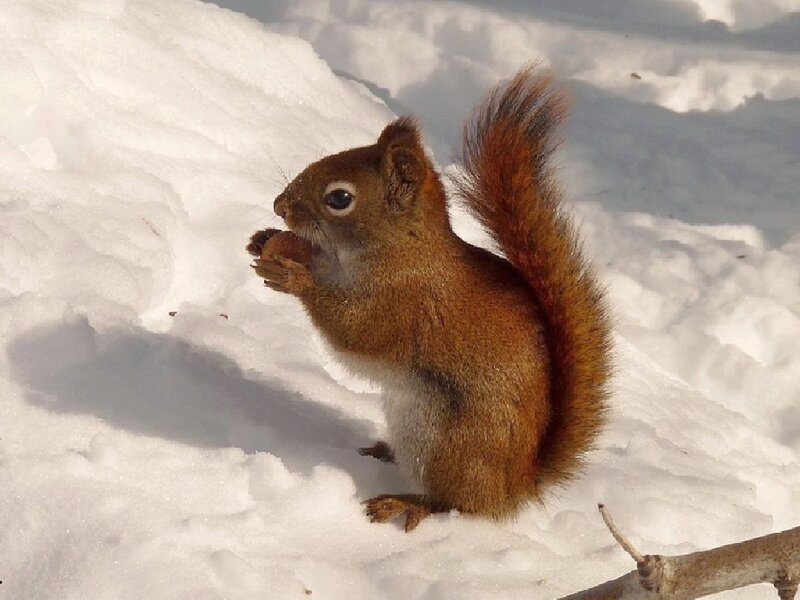 Red Squirrel in Snow — Brown, Calm, Winter, Photograph, Nut