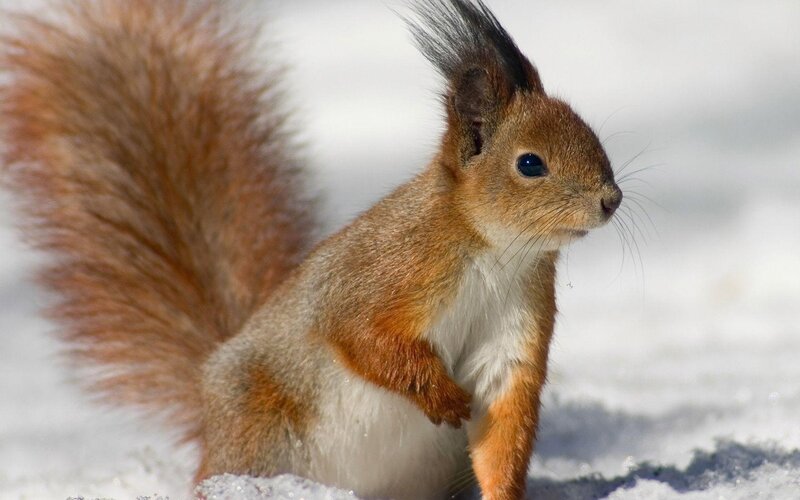 Red Squirrel in Snow — Brown, Calm, Winter, Photograph, Tail