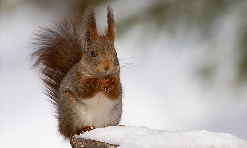 Red Squirrel in Snow — Brown, Calm, Winter, Photograph