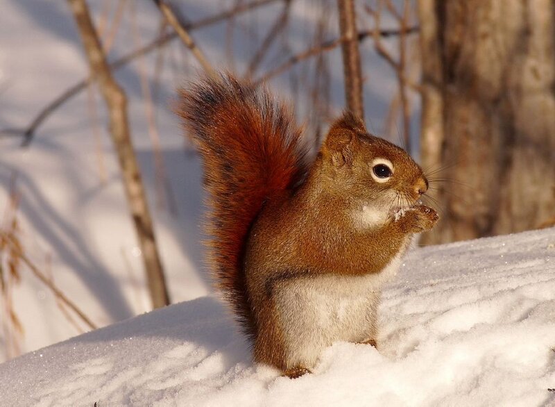 Red Squirrel in Snow — Brown, Calm, Winter, Photograph, Tree Branches