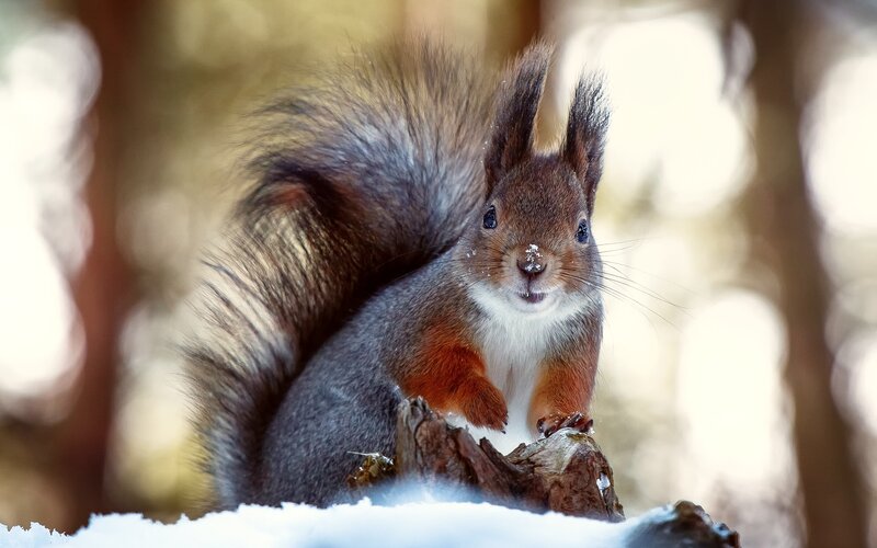 Red Squirrel in Snow — Brown, Calm, Winter, Photograph, Tree Stump, Forest