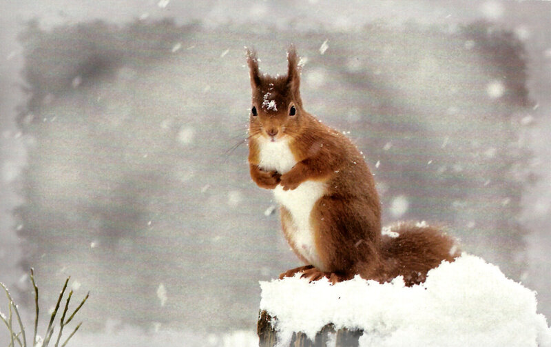 Red Squirrel in Snow — Brown, Calm, Winter, Photograph, Tree Stump