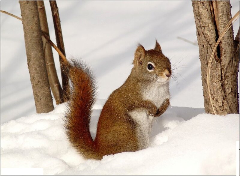Red Squirrel in Snow — Brown, Calm, Winter, Photograph, Trees