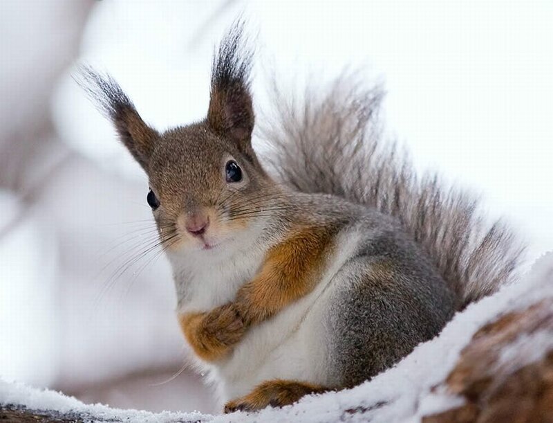 Red Squirrel in Snow — Brown, Calm, Winter