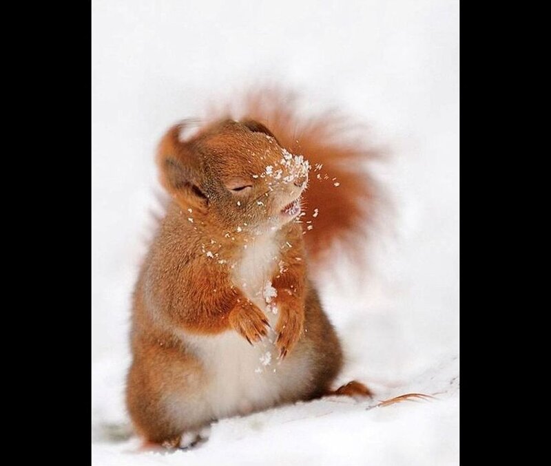 Red Squirrel in Snow — Brown, Playful