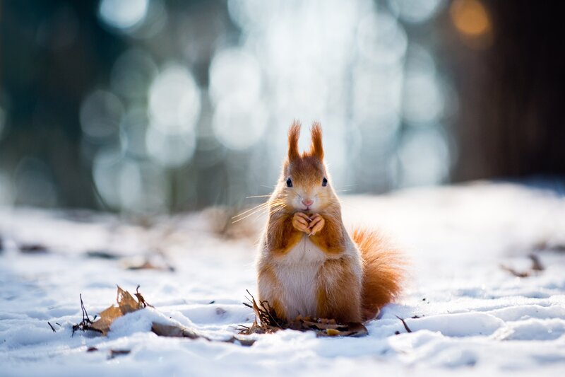 Red Squirrel in Snow — Brown, Serene