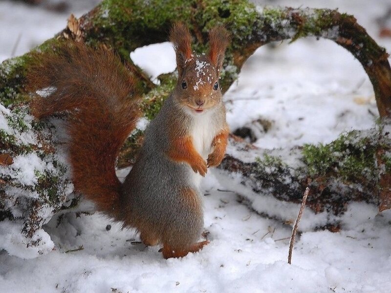Red Squirrel in Snow — Brown