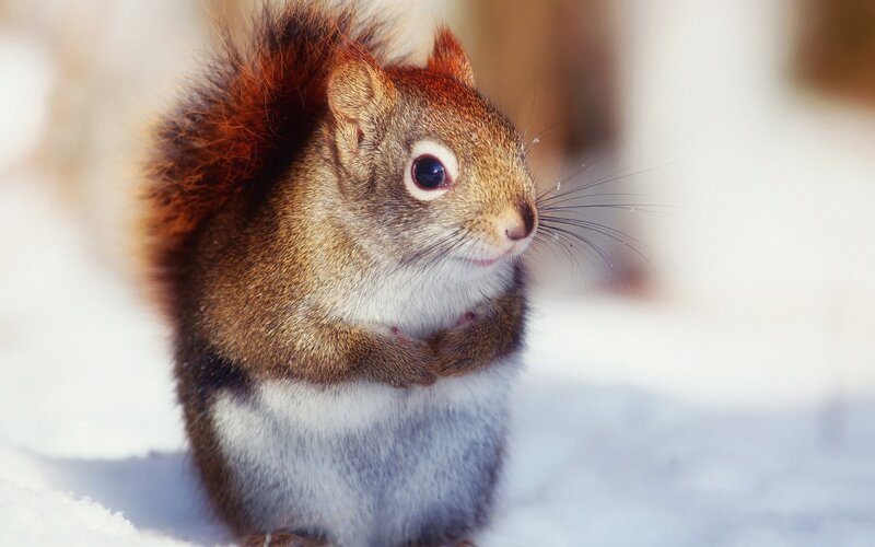 Red Squirrel in Snow — Calm
