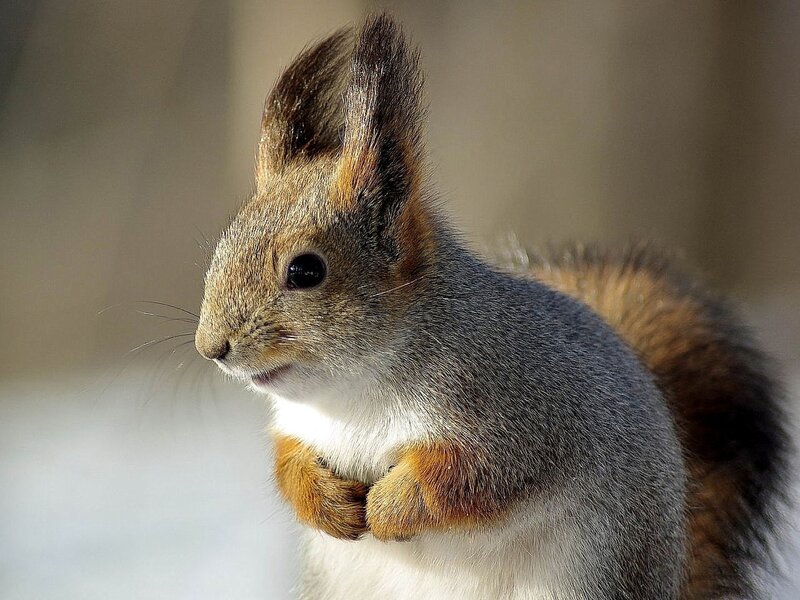 Red Squirrel in Snow — Gray, Alert