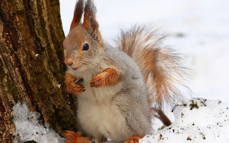 Red Squirrel in Snow — Gray, Calm