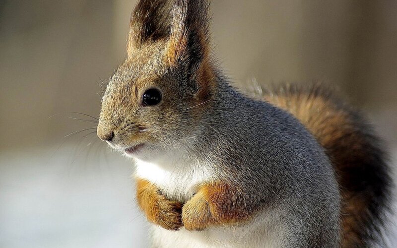 Red Squirrel in Snow — Gray, Calm, Winter