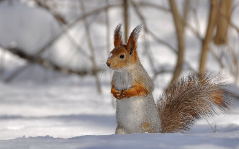 Red Squirrel in Snow — Photograph