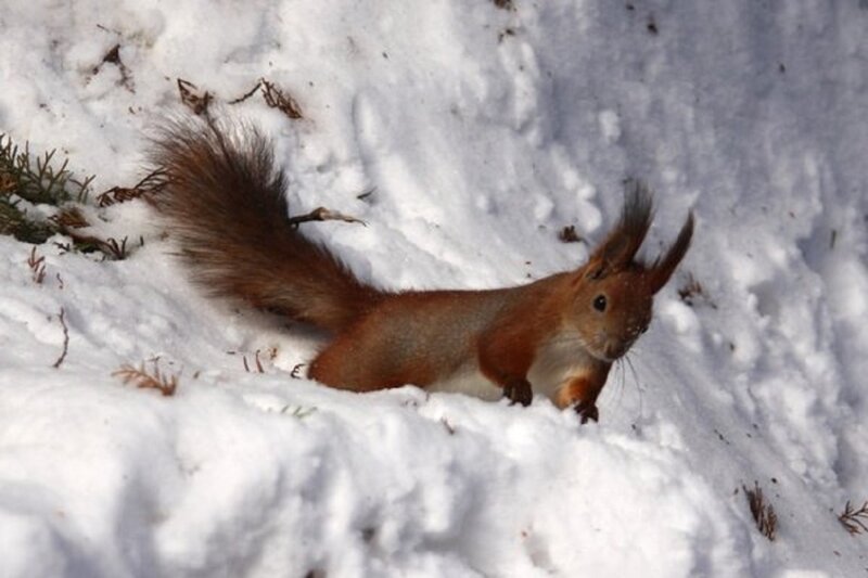 Red Squirrel in Snow — White, Alert