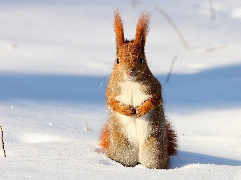 Red Squirrel in Snow — White, Calm