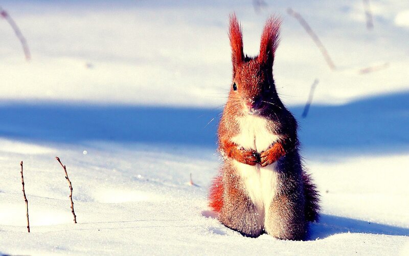 Red Squirrel in Snow — White, Calm, Winter, Photograph, Branches