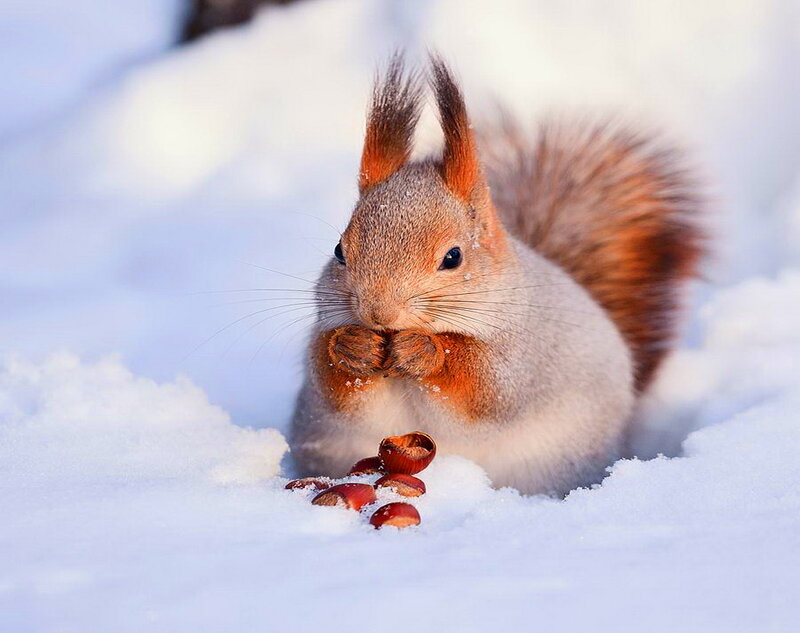 Red Squirrel in Snow — White, Calm, Winter, Photograph, Nuts