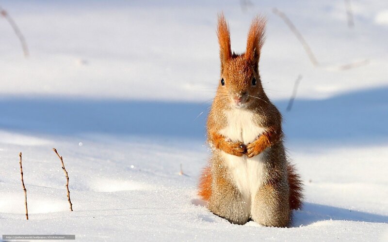 Red Squirrel in Snow — White, Calm, Winter, Photograph, Sticks