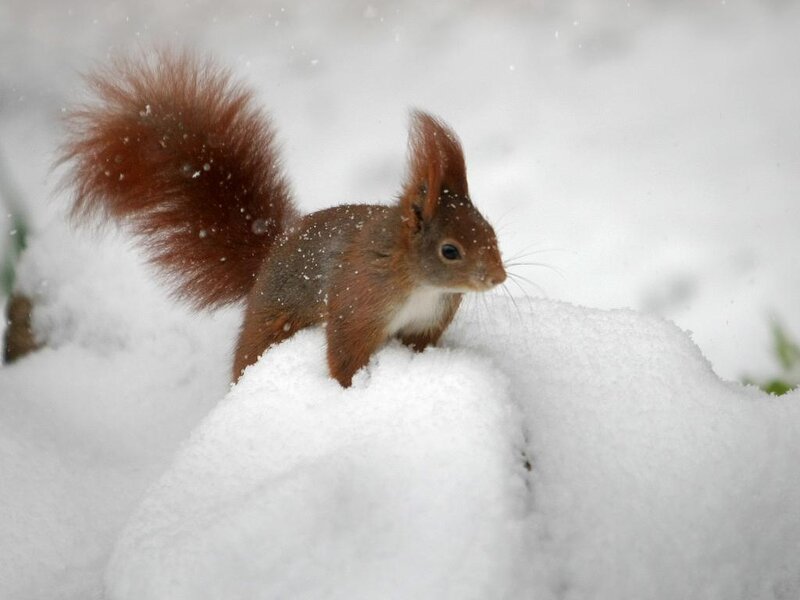 Red Squirrel in Snow — White, Calm, Winter, Photograph, Tail