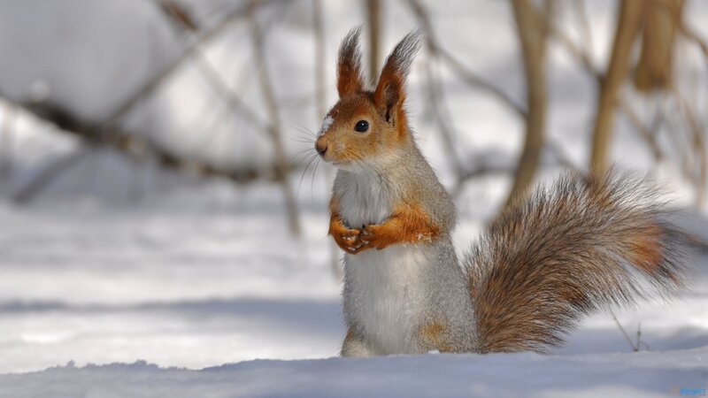 Red Squirrel in Snow — White, Calm, Winter, Photograph