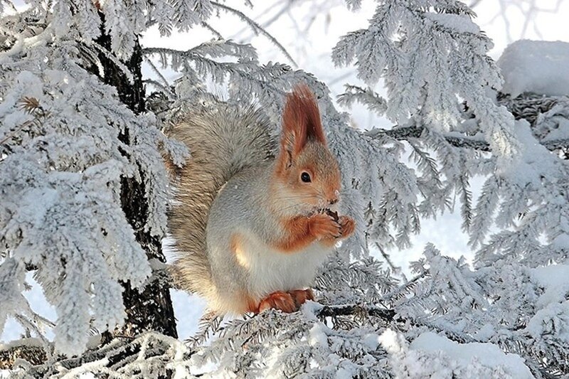 Red Squirrel in Snow — White, Calm, Winter, Photograph, Tree Branches, Pine Needles