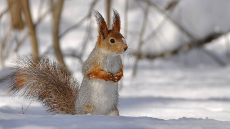 Red Squirrel in Snow — White, Calm, Winter, Photograph, Tree Branches, Tail