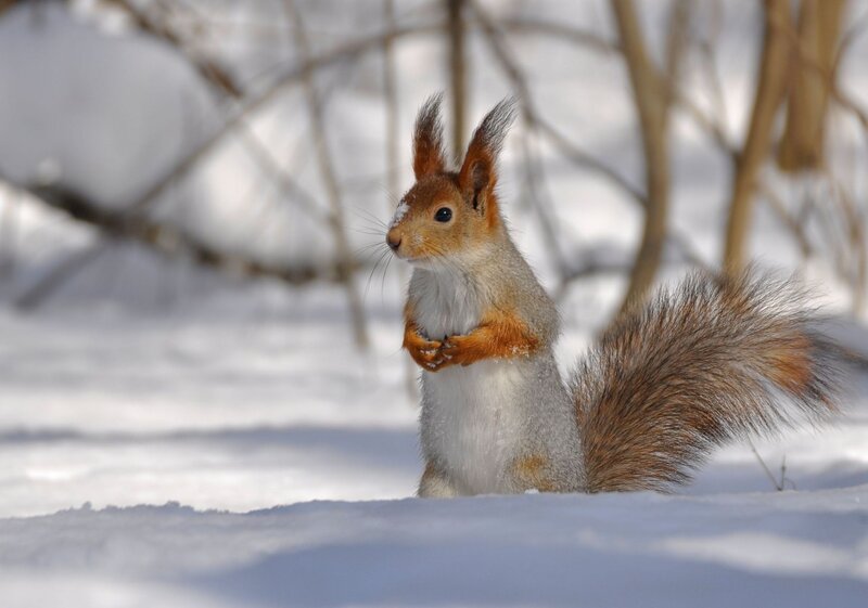 Red Squirrel in Snow — White, Calm, Winter, Photograph, Tree Branches