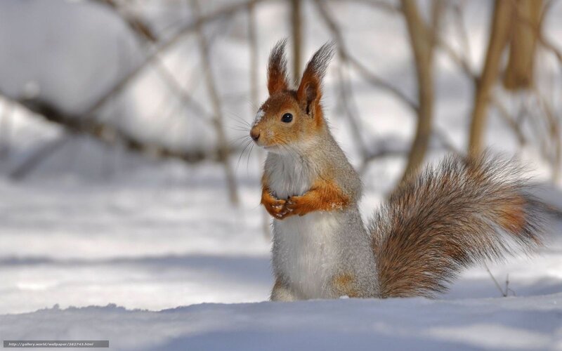 Red Squirrel in Snow — White, Calm, Winter, Photograph, Trees, Tail