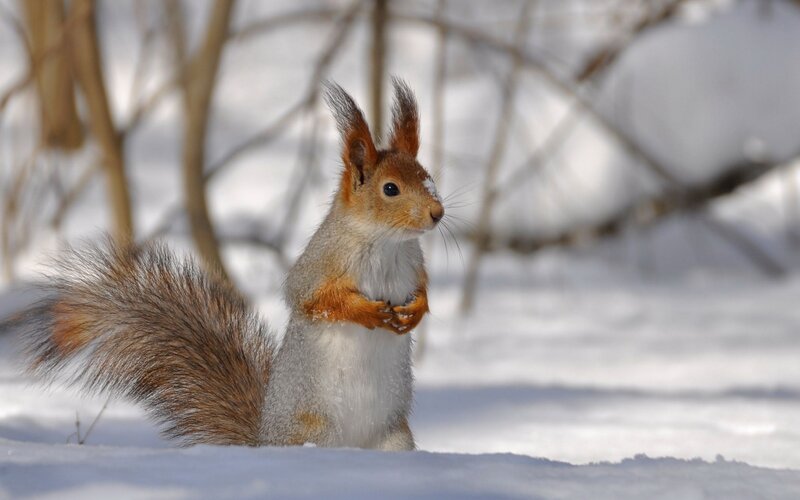 Red Squirrel in Snow — White, Calm, Winter, Photograph, Trees