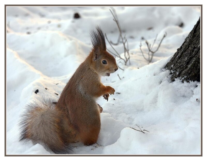 Red Squirrel in Snow — White, Calm, Winter