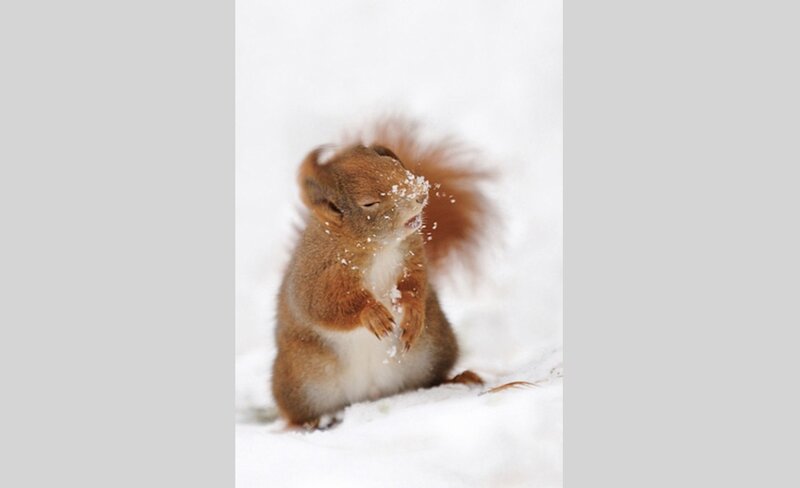Red Squirrel in Snow — White, Playful