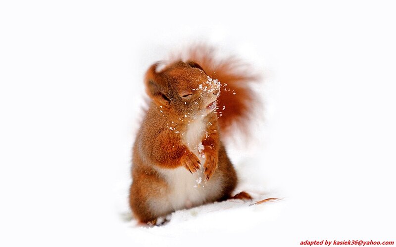 Red Squirrel in Snow — White